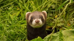 Nego hranjenje divlja kod kuće koji jede ferret
